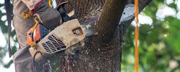 Best Tree Disease Treatment  in Crystal Lake, CT