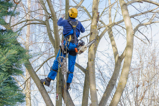 Best Root Management and Removal  in Crystal Lake, CT
