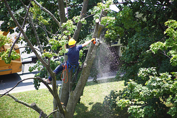 Best Tree Disease Treatment  in Crystal Lake, CT